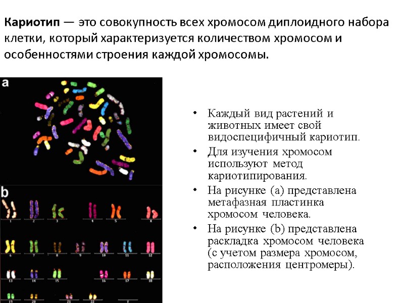 Кариотип — это совокупность всех хромосом диплоидного набора клетки, который характеризуется количеством хромосом и
